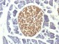 Anti-NSE gamma Antibody